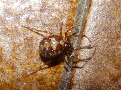 Réf. 186 303 : Steatoda triangulosa